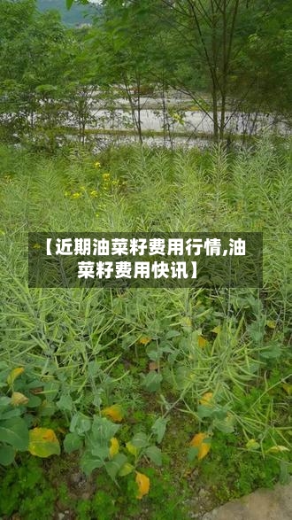 【近期油菜籽费用行情,油菜籽费用快讯】