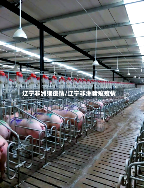 辽宁非洲猪疫情/辽宁非洲猪瘟疫情