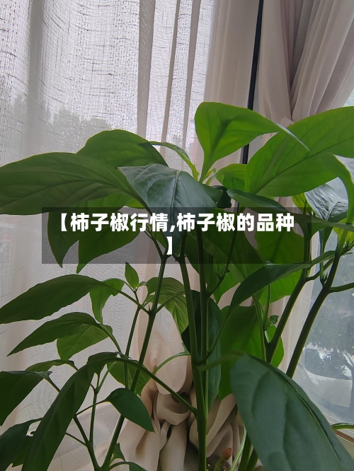 【柿子椒行情,柿子椒的品种】