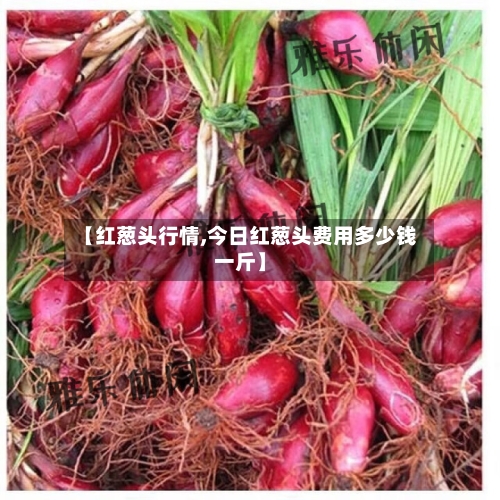 【红葱头行情,今日红葱头费用多少钱一斤】