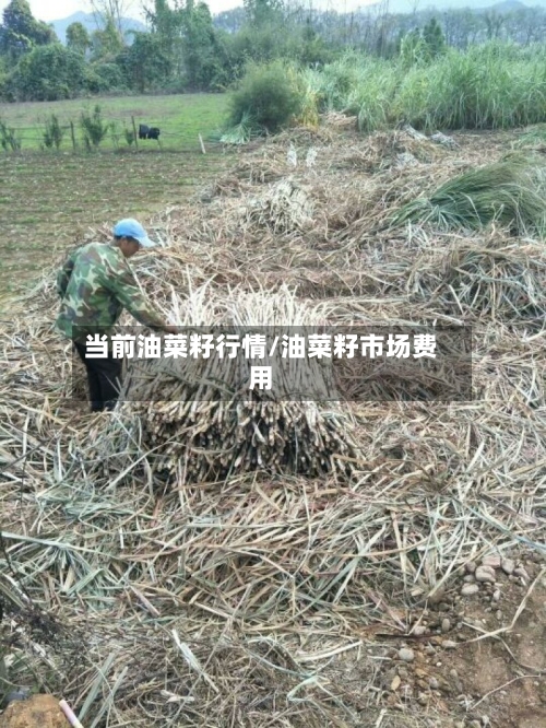当前油菜籽行情/油菜籽市场费用