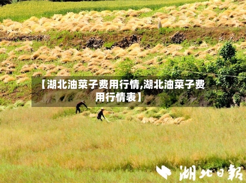 【湖北油菜子费用行情,湖北油菜子费用行情表】
