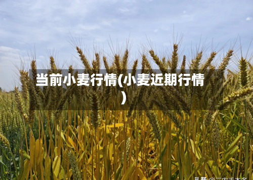 当前小麦行情(小麦近期行情)-第3张图片