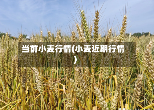 当前小麦行情(小麦近期行情)
