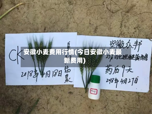 安徽小麦费用行情(今日安徽小麦最新费用)