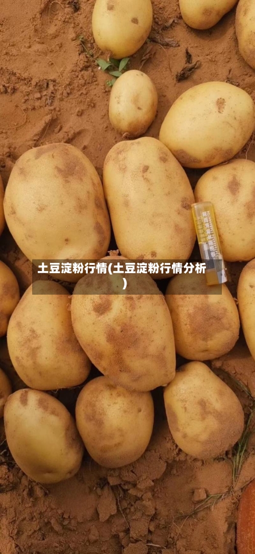土豆淀粉行情(土豆淀粉行情分析)
