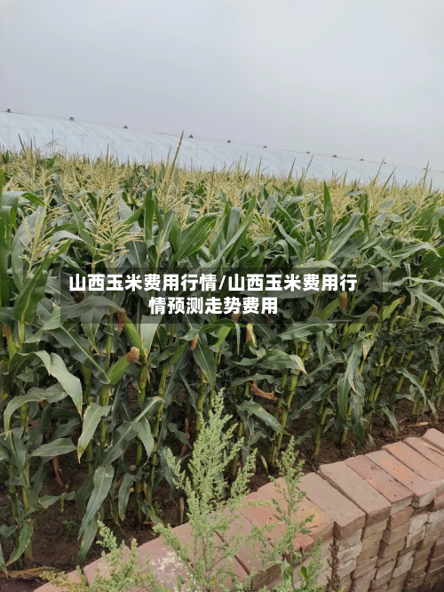山西玉米费用行情/山西玉米费用行情预测走势费用