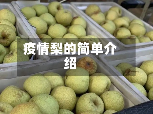疫情梨的简单介绍