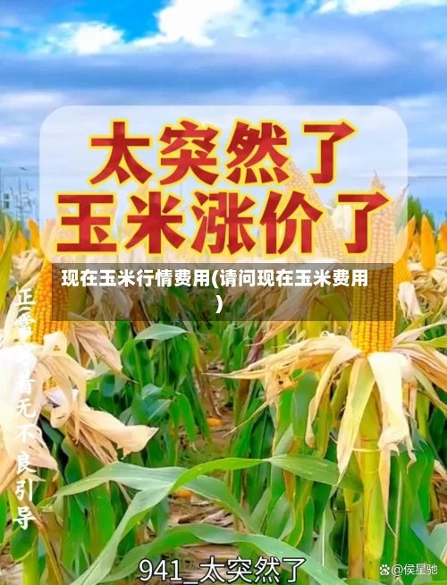 现在玉米行情费用(请问现在玉米费用)