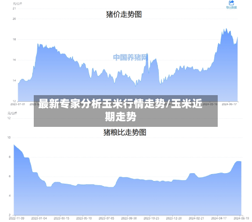 最新专家分析玉米行情走势/玉米近期走势-第2张图片