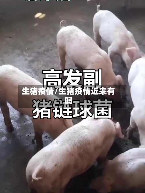 生猪疫情/生猪疫情近来有吗-第1张图片