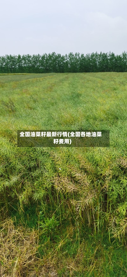 全国油菜籽最新行情(全国各地油菜籽费用)-第3张图片