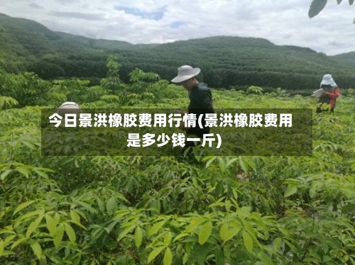 今日景洪橡胶费用行情(景洪橡胶费用是多少钱一斤)-第2张图片