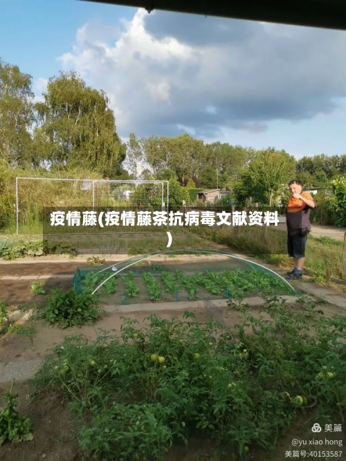 疫情藤(疫情藤茶抗病毒文献资料)-第2张图片