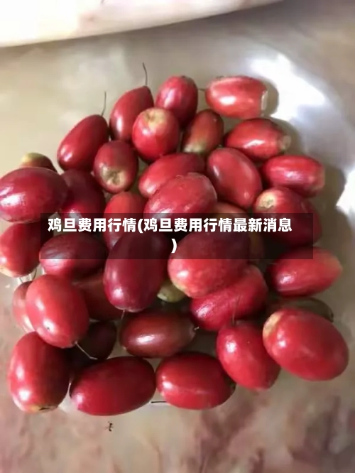 鸡旦费用行情(鸡旦费用行情最新消息)-第2张图片