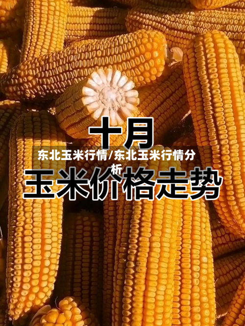 东北玉米行情/东北玉米行情分析-第1张图片