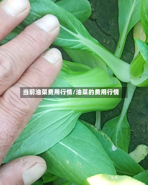 当前油菜费用行情/油菜的费用行情-第2张图片