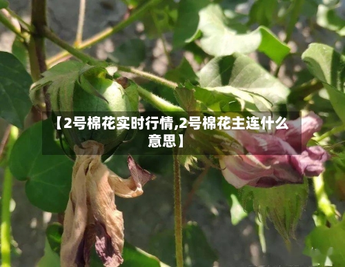 【2号棉花实时行情,2号棉花主连什么意思】-第1张图片