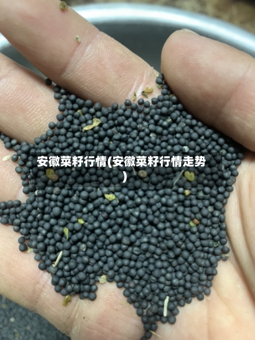 安徽菜籽行情(安徽菜籽行情走势)-第1张图片
